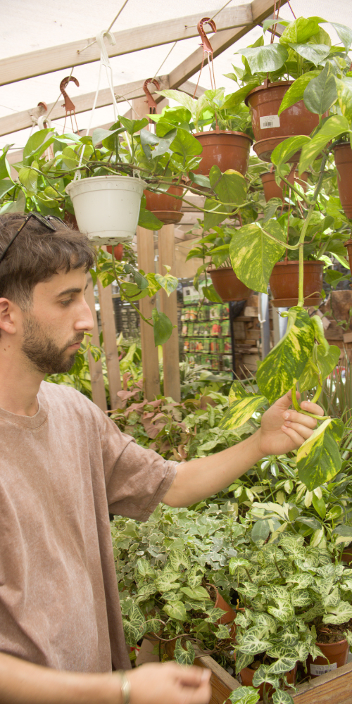 אלון וצמחים